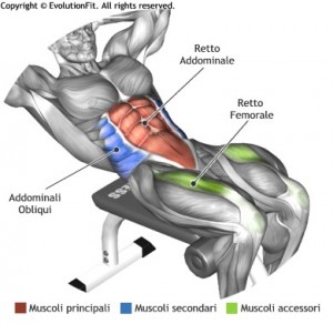 mappa-muscolare-addominali-crunch-panca-romana