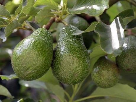 benefici dell'avocado