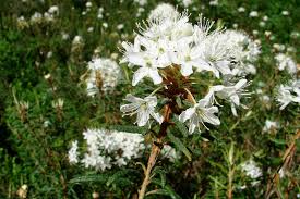 ledum palustre